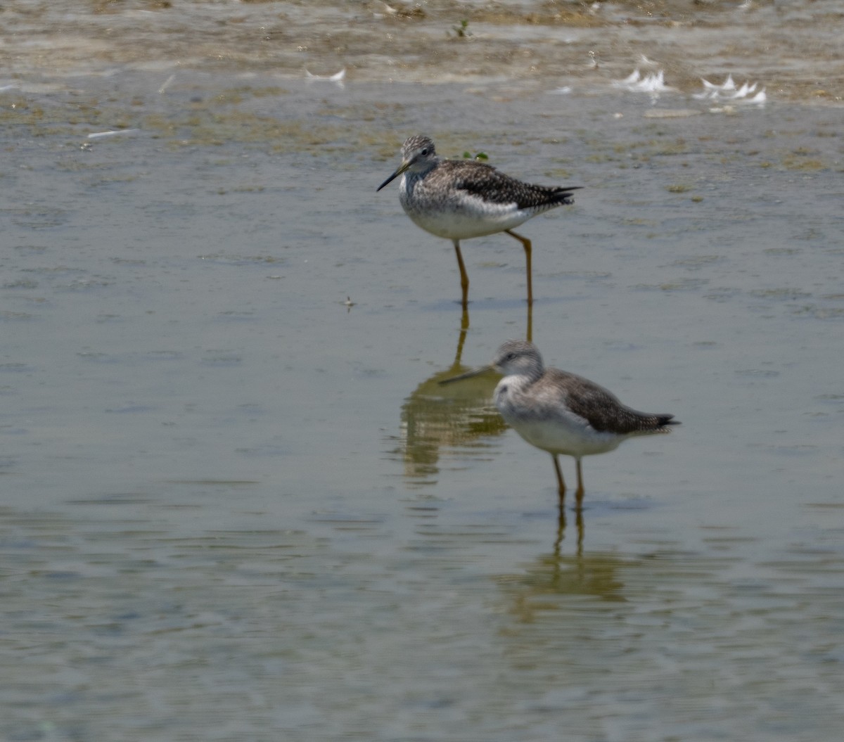 Tüpfelgelbschenkel - ML646164463