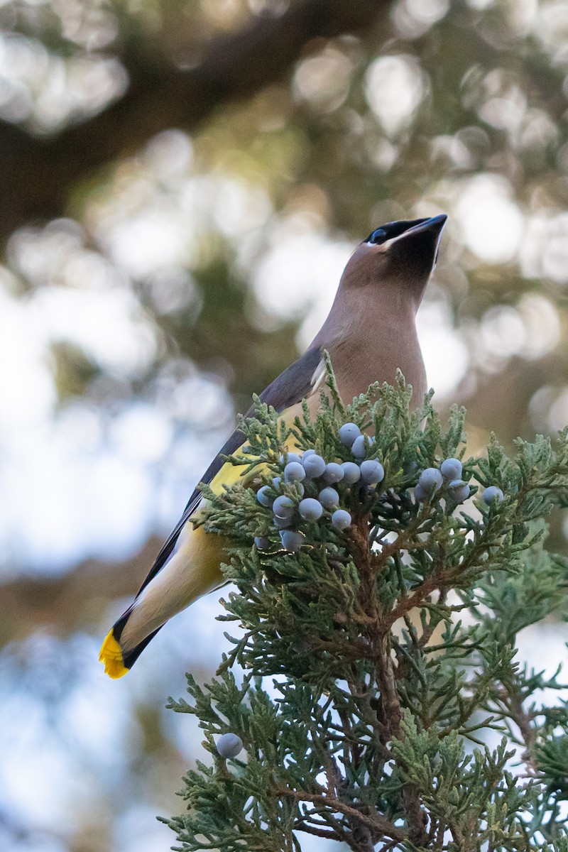 Cedar Waxwing - ML646164464