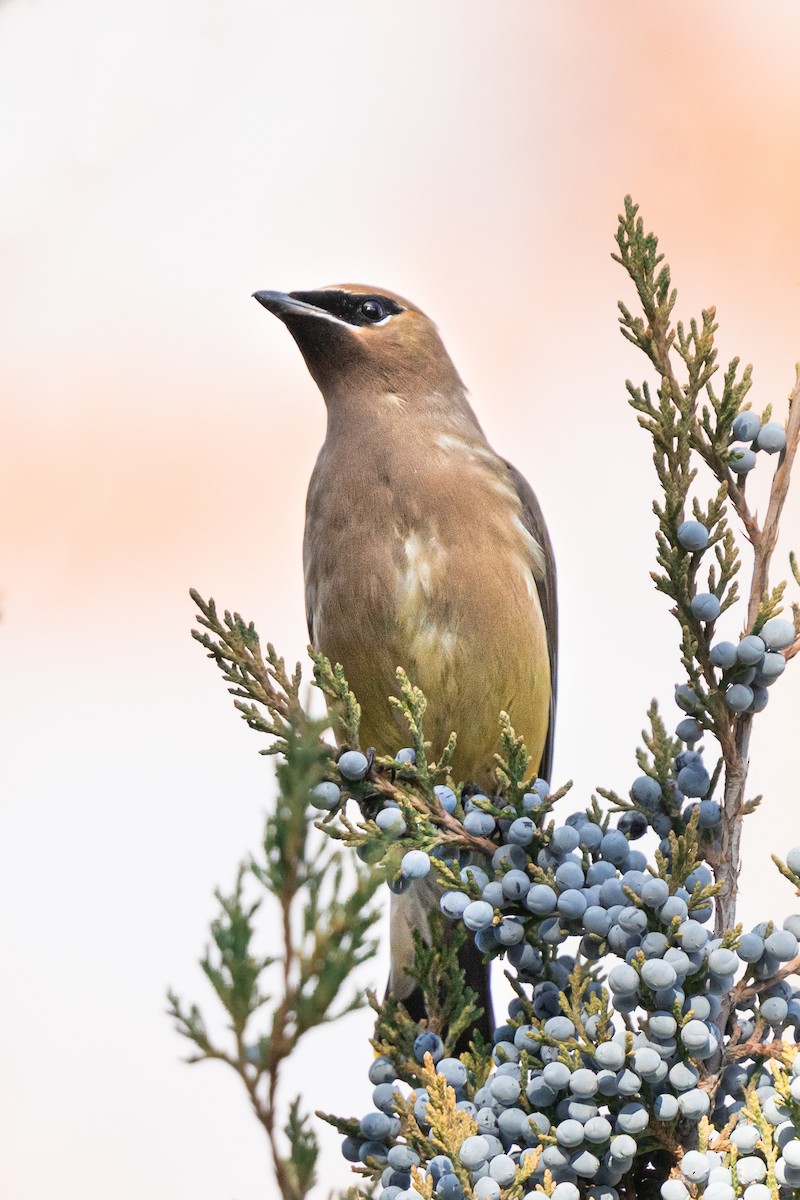 Cedar Waxwing - ML646164465