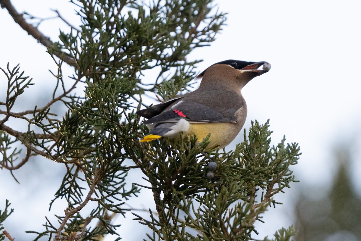 Cedar Waxwing - ML646164466