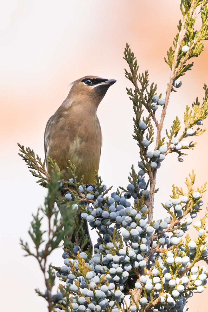 Cedar Waxwing - ML646164467