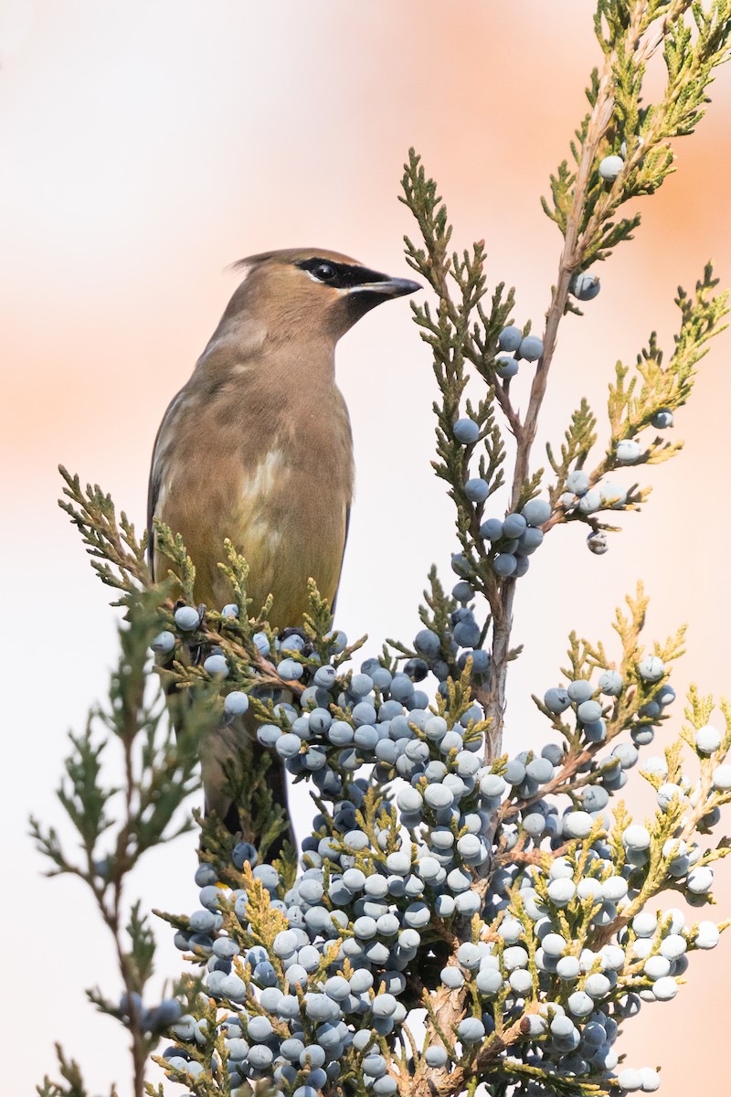 Cedar Waxwing - ML646164468