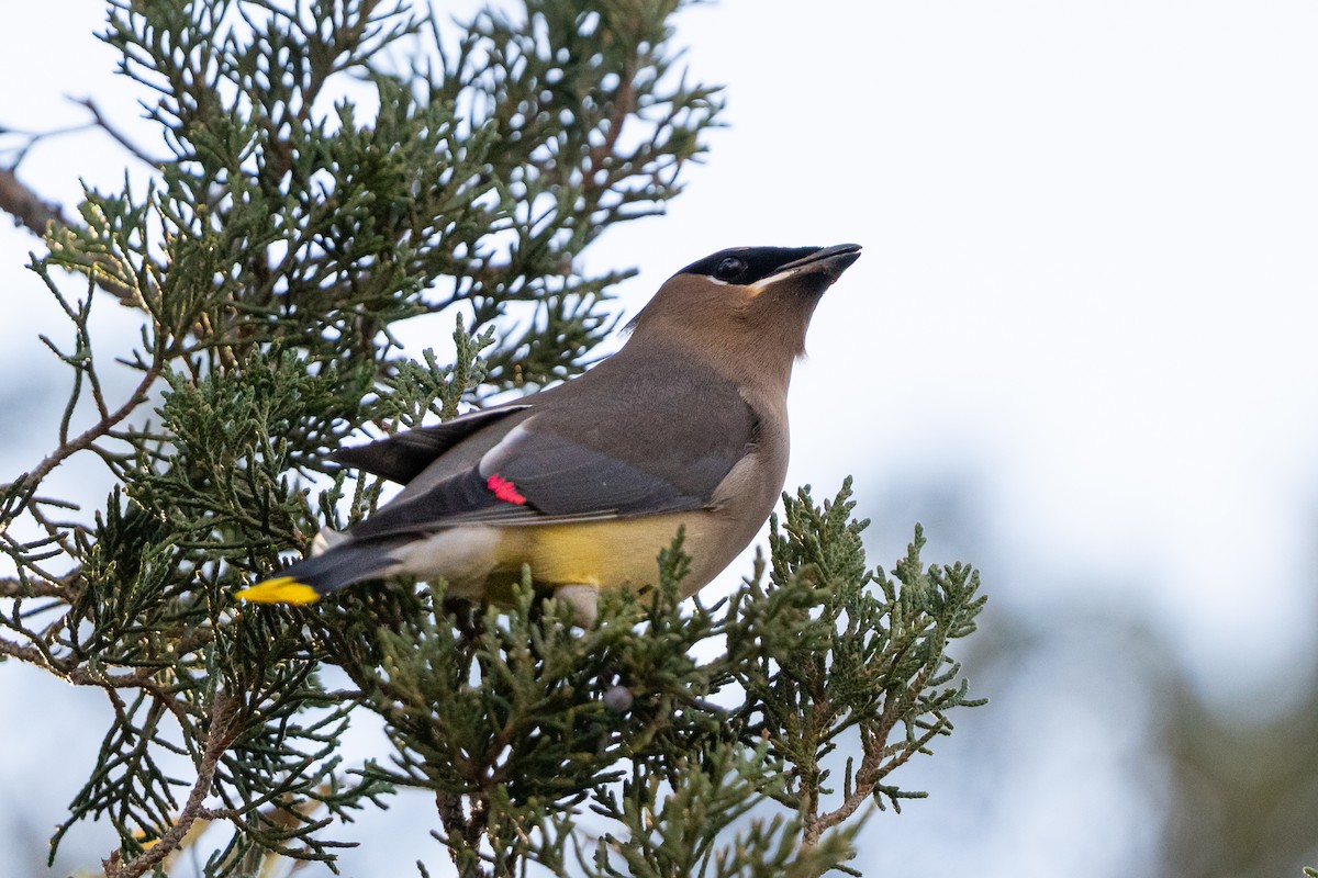 Cedar Waxwing - ML646164469
