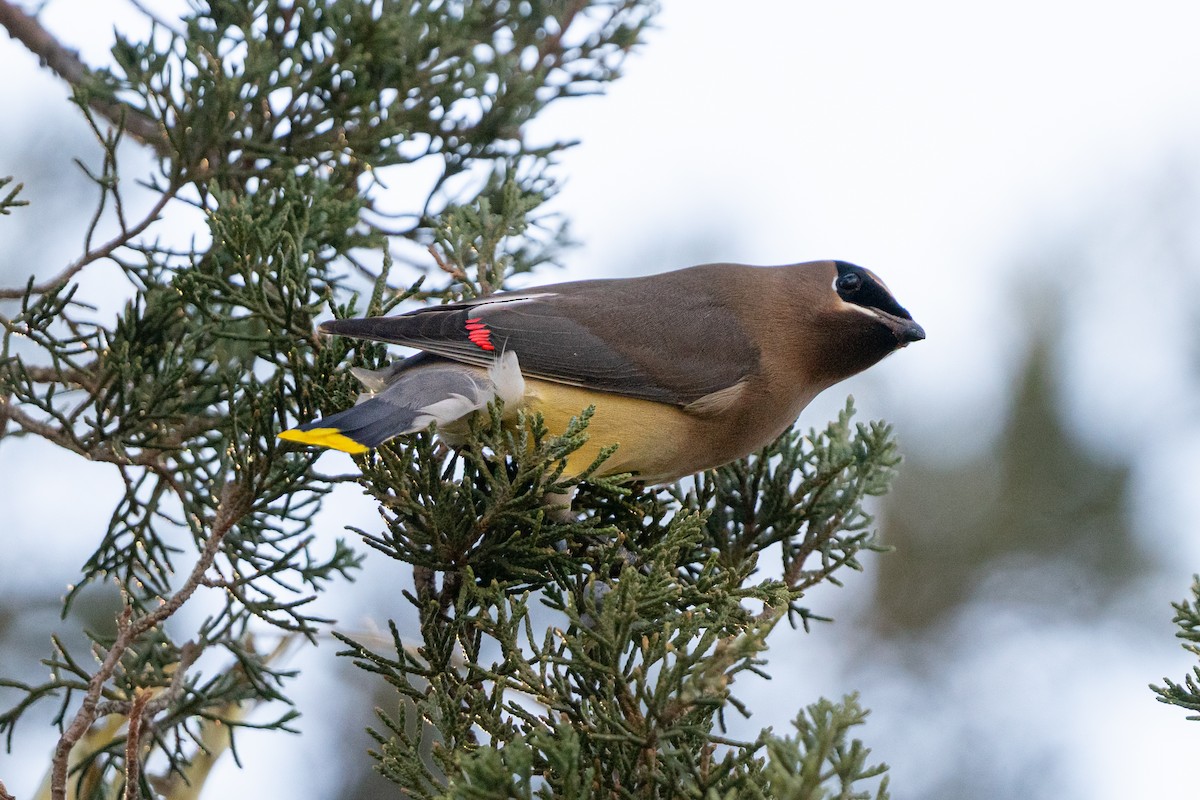 Cedar Waxwing - ML646164470
