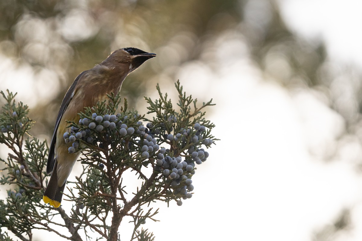 Cedar Waxwing - ML646164471