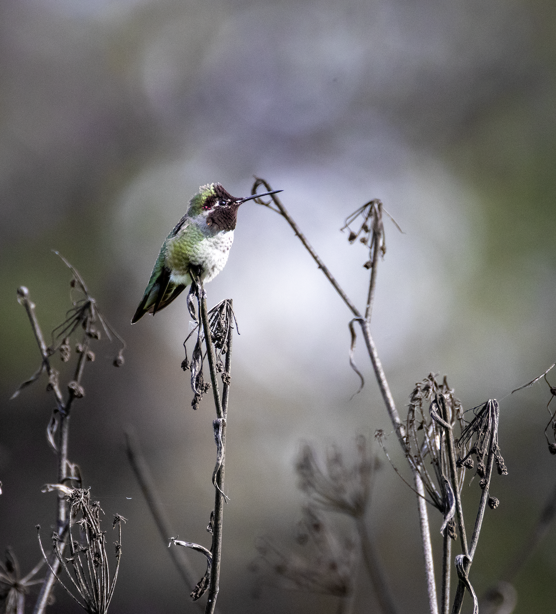 Anna's Hummingbird - ML646164473
