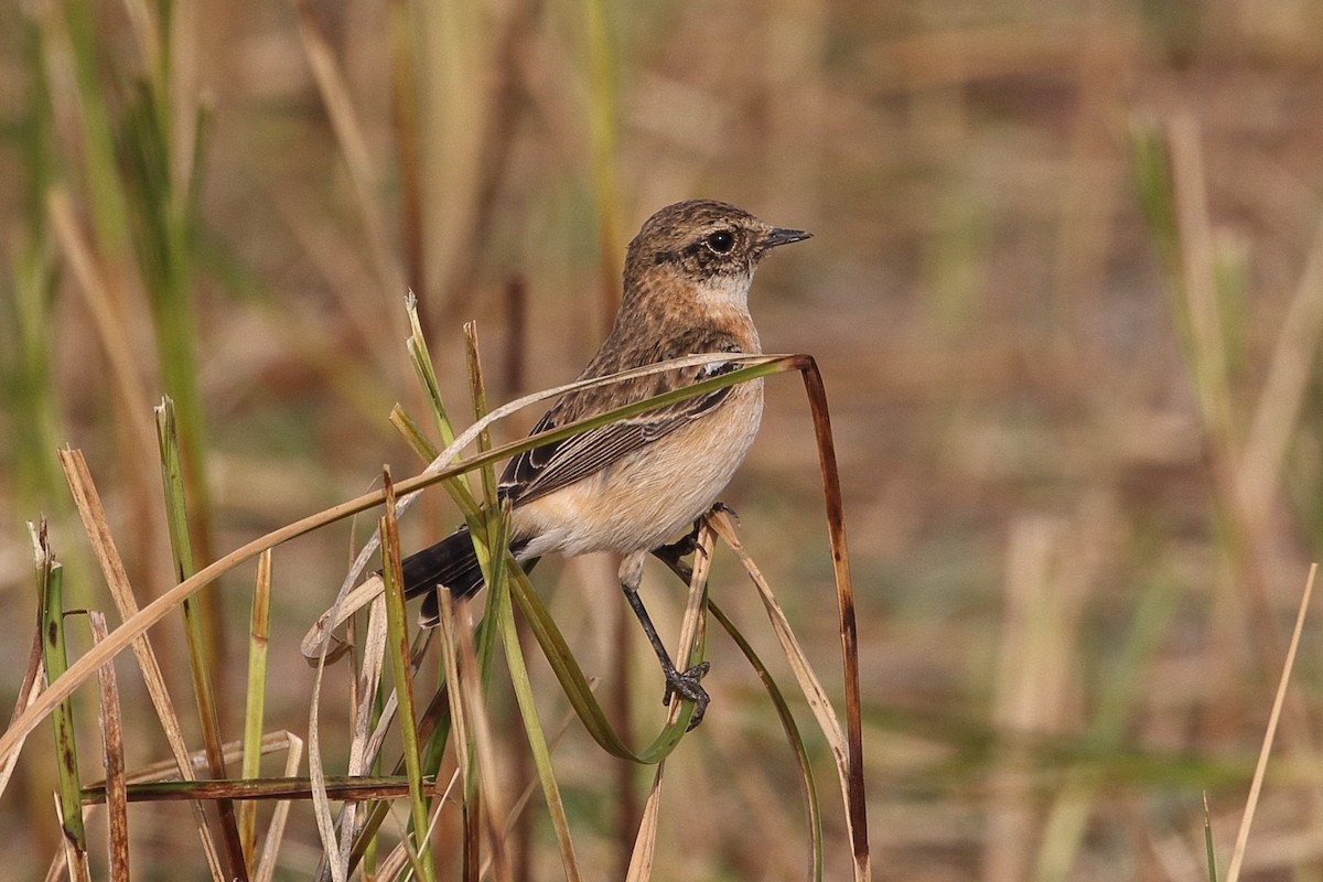 דוחל מזרחי - ML646164474