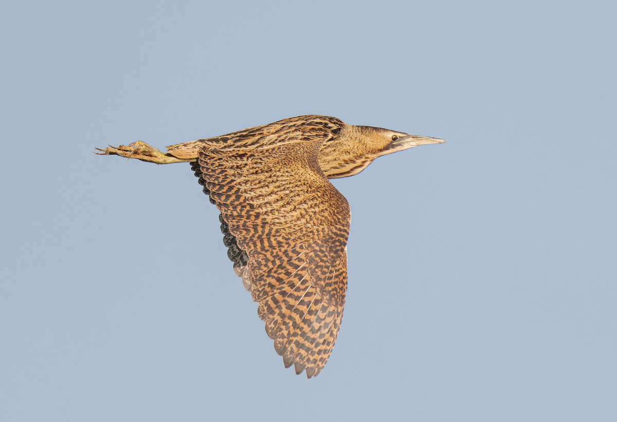 Eurasian Bittern - ML646164476