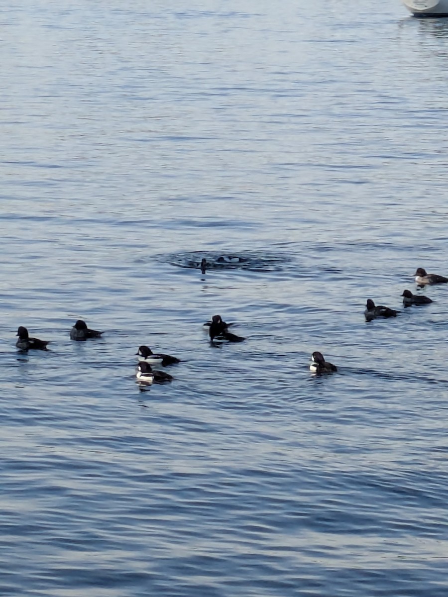 Barrow's Goldeneye - ML646164480