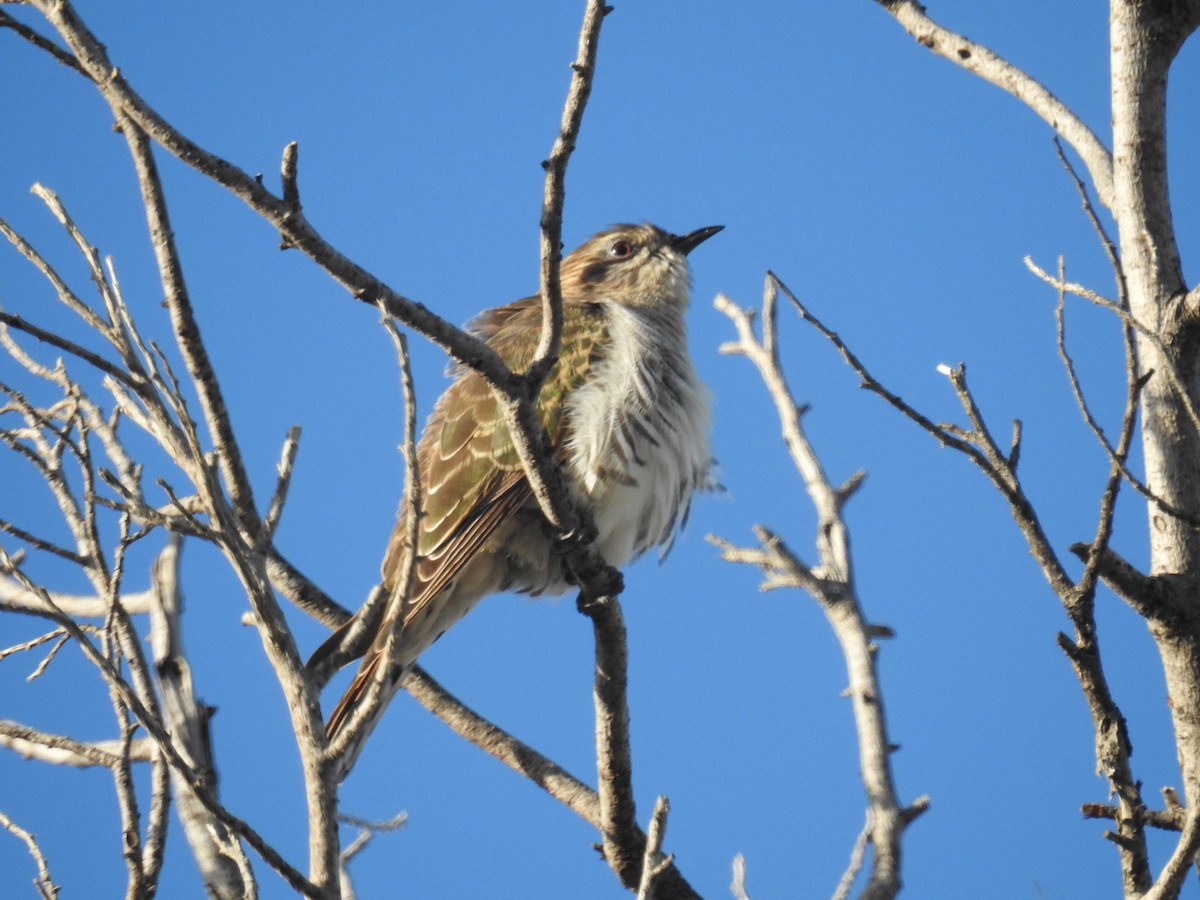 Horsfield's Bronze-Cuckoo - ML646164489