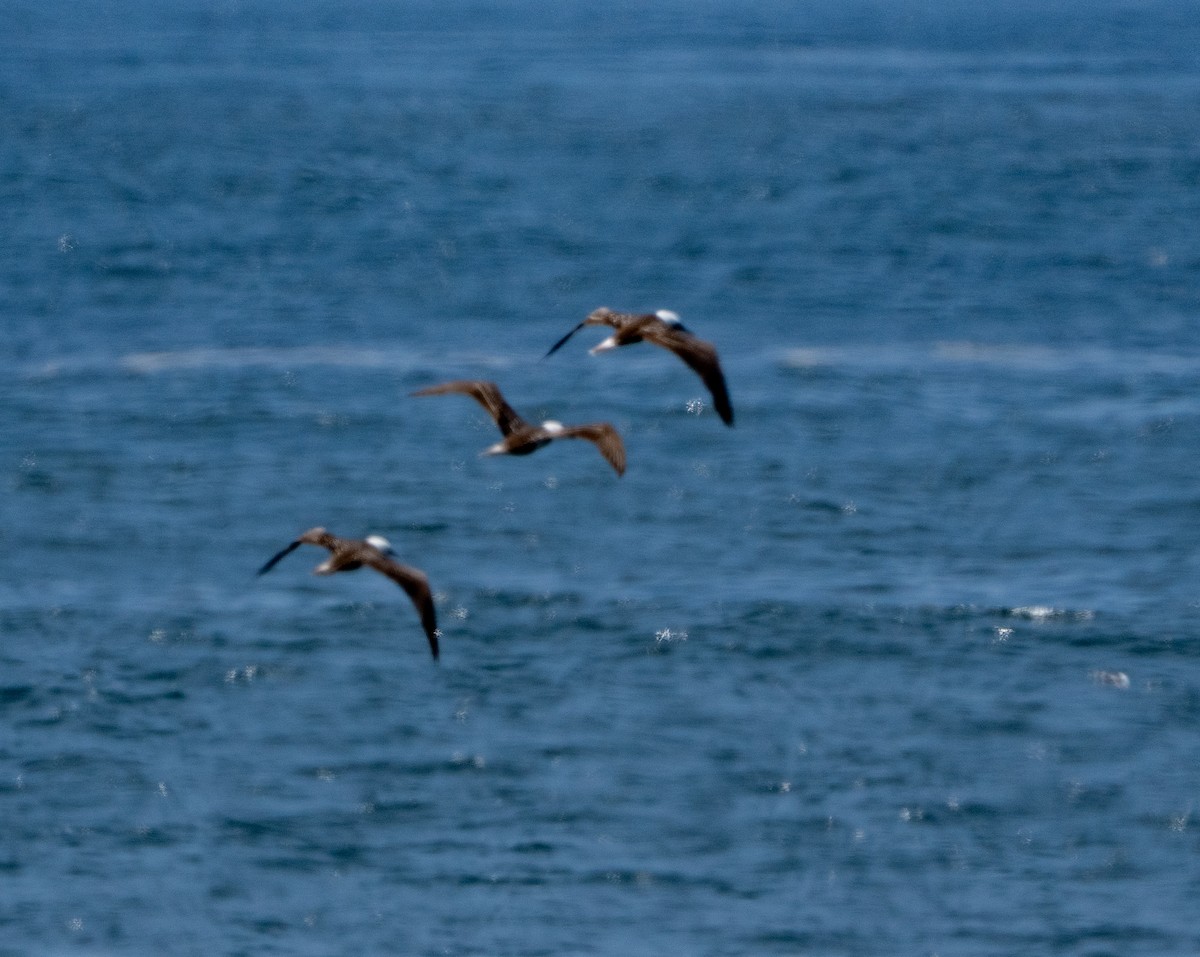 terej guánový - ML646164490