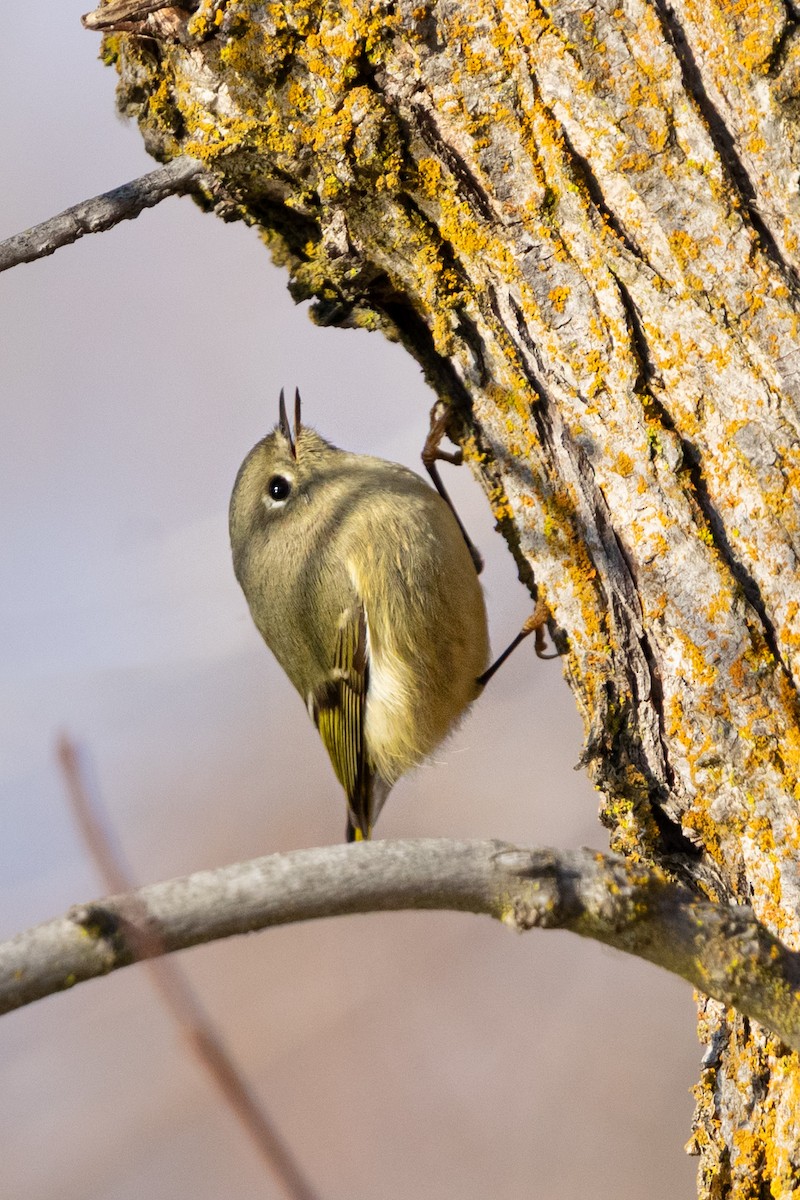 Ruby-crowned Kinglet - ML646164491