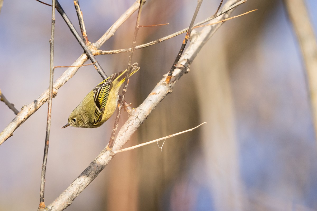Ruby-crowned Kinglet - ML646164492