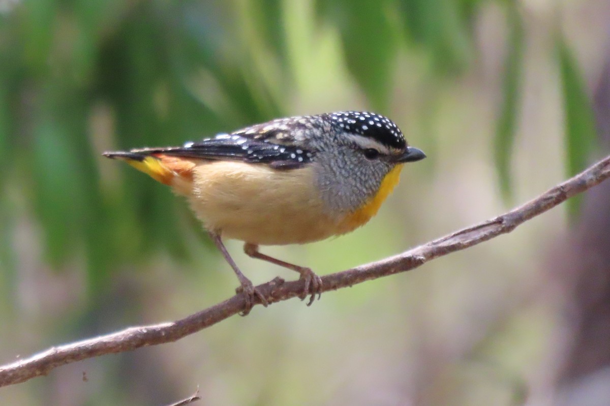 Spotted Pardalote (Spotted) - ML646164497