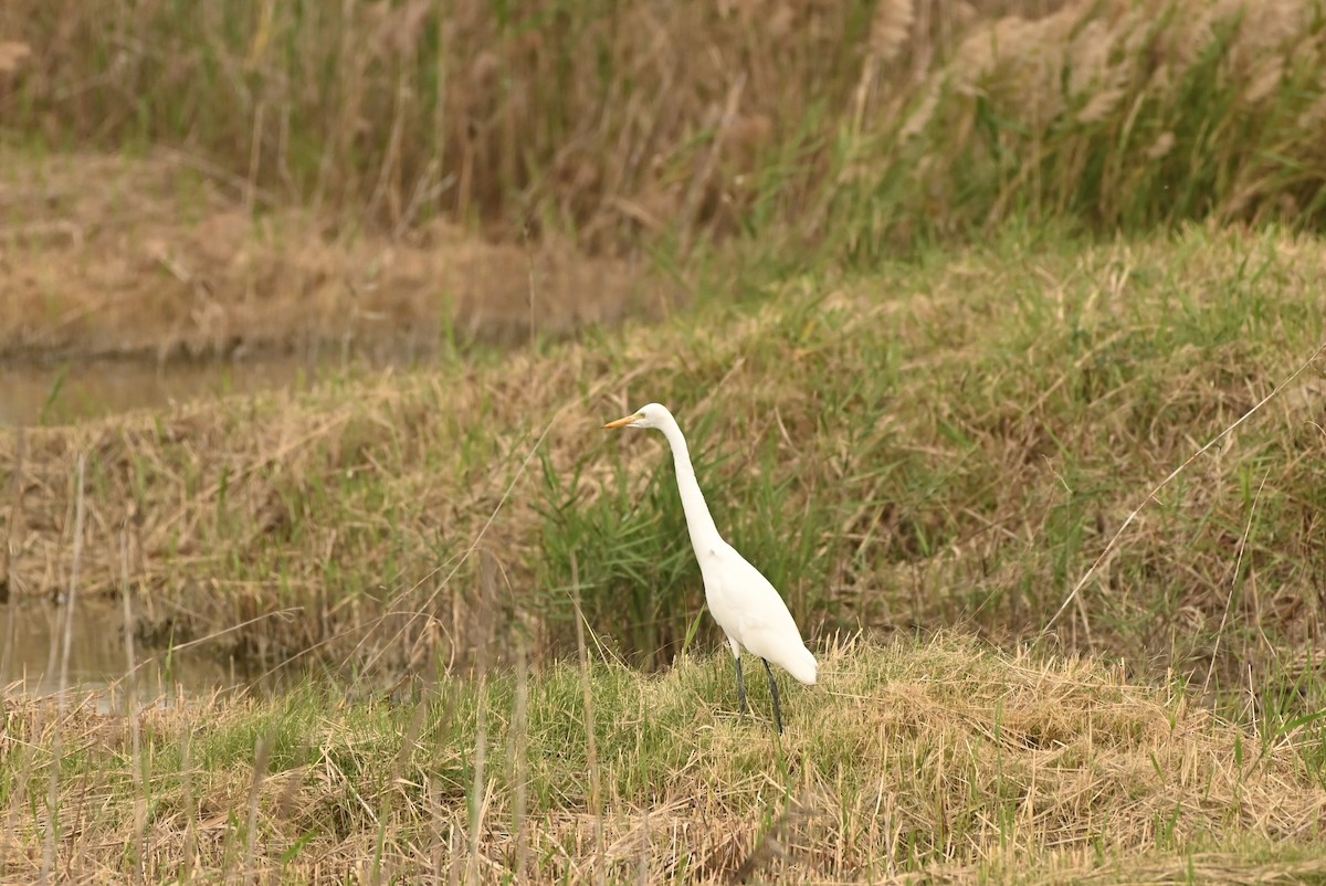 Medium Egret - ML646164498