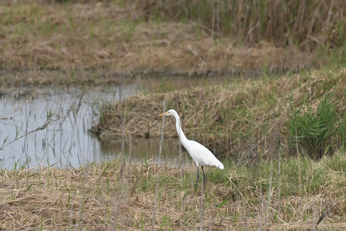 Medium Egret - ML646164499