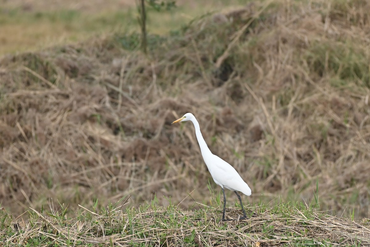 Medium Egret - ML646164500