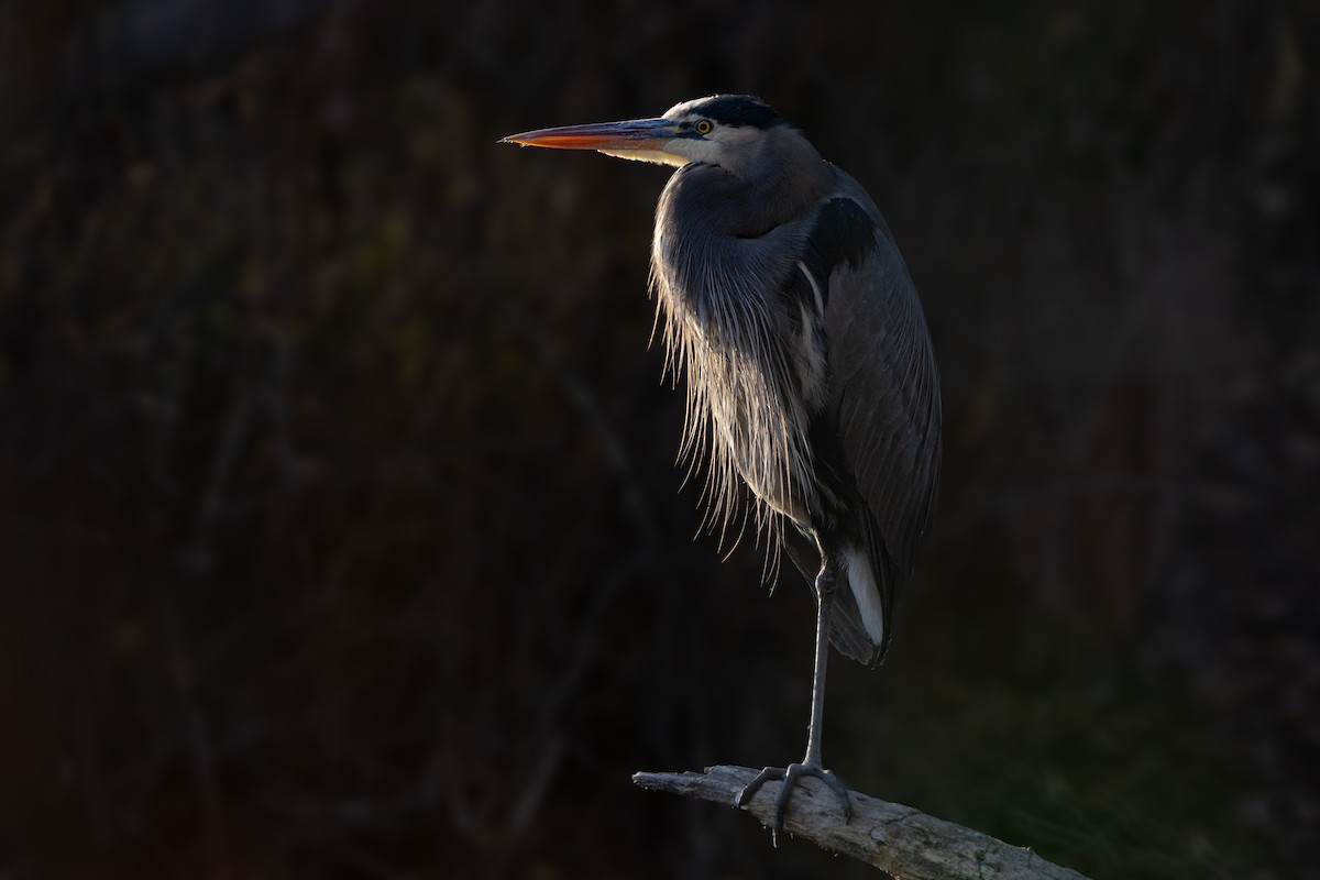 Great Blue Heron (Great Blue) - ML646164501