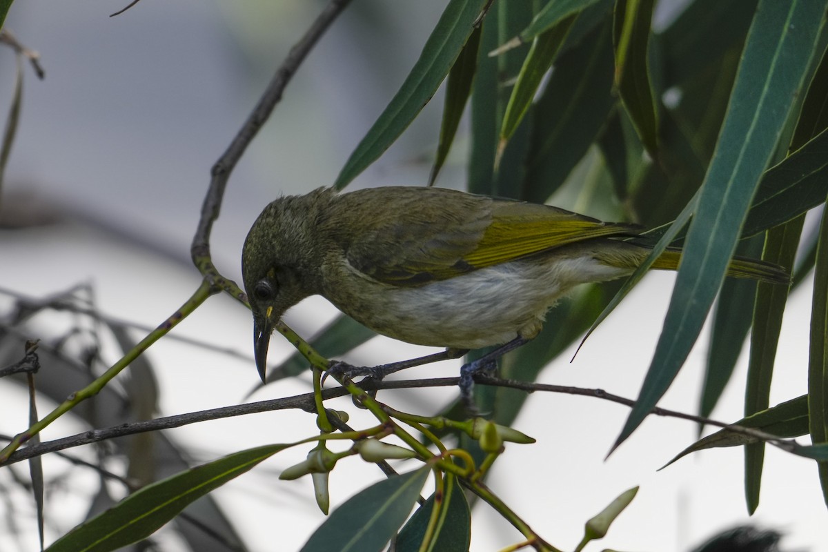 Brown Honeyeater - ML646164502