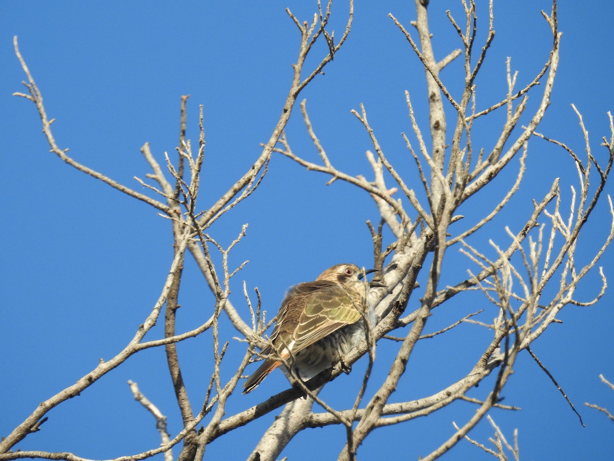 kukačka bronzová - ML646164506