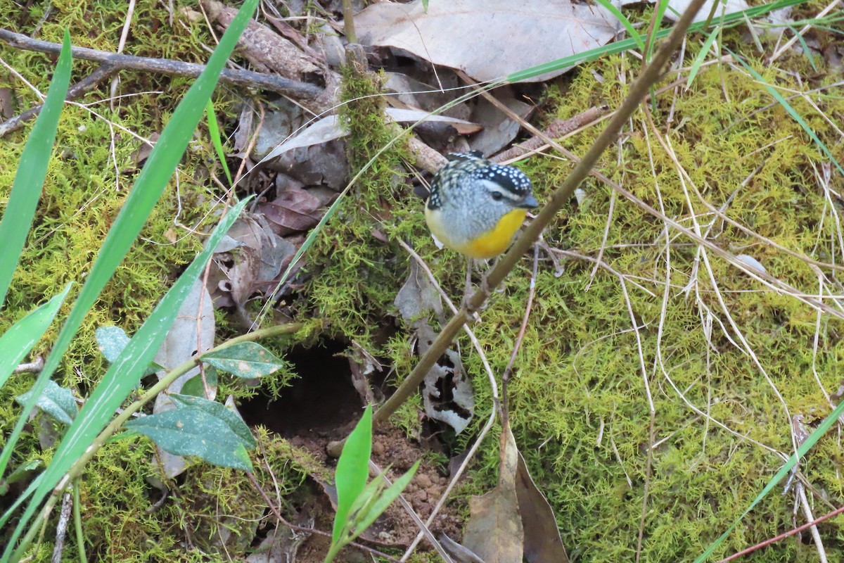 Spotted Pardalote (Spotted) - ML646164509