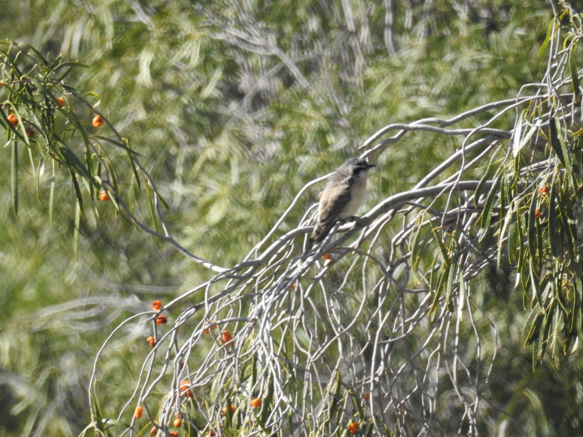 kukačka černouchá - ML646164514
