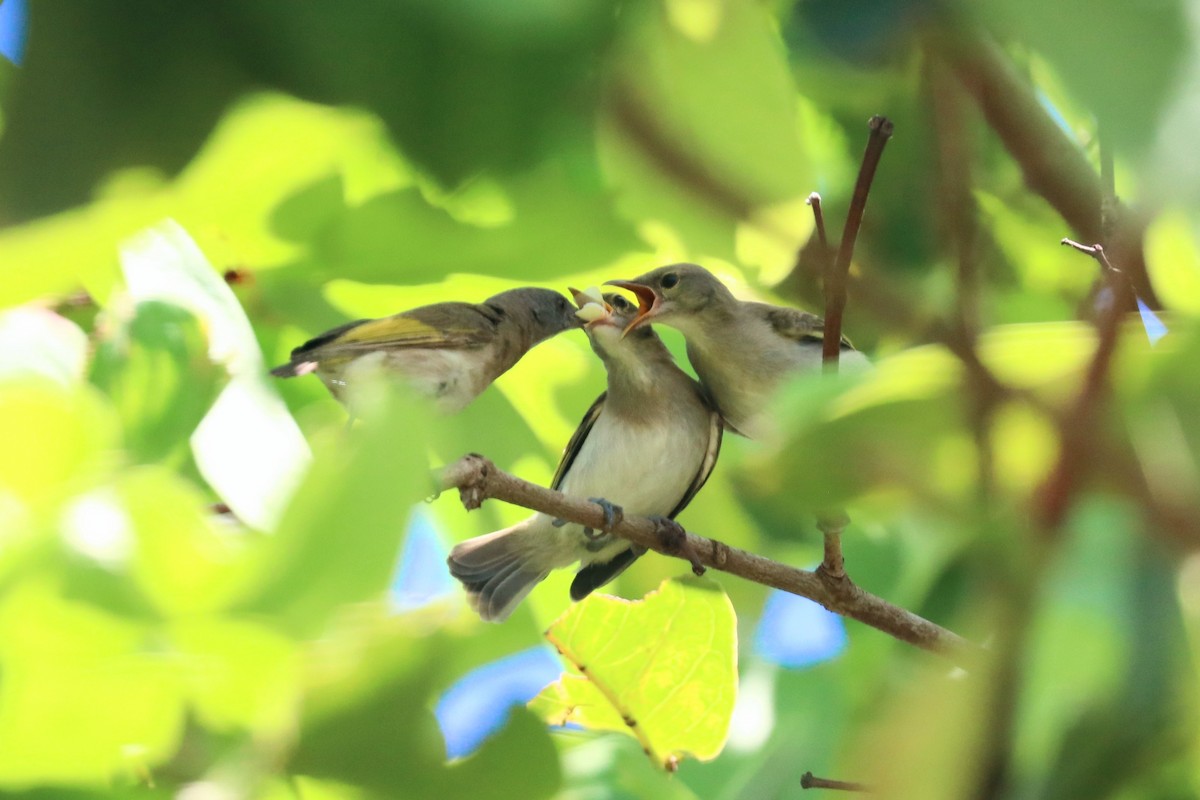 Rufous-banded Honeyeater - ML646164516