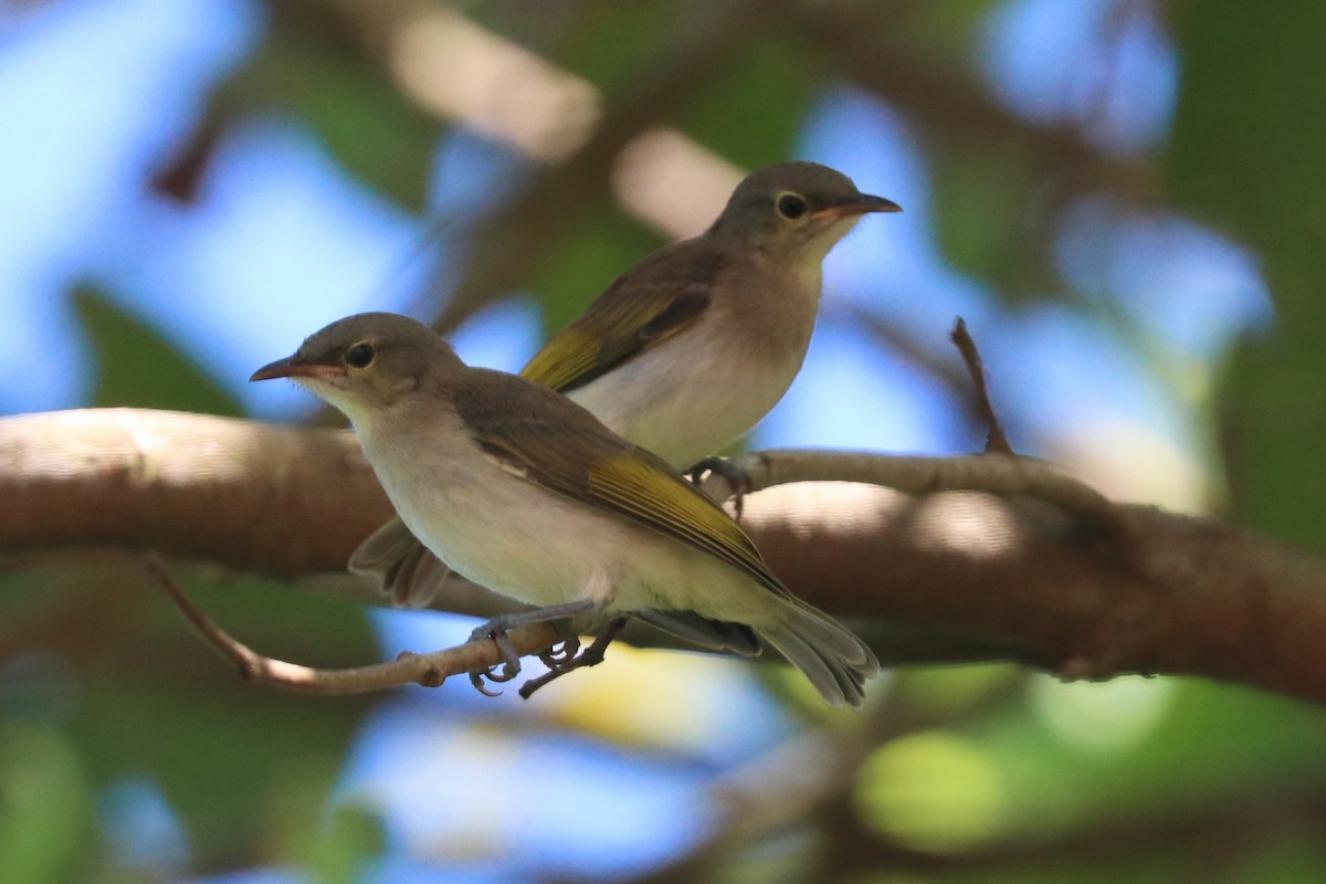 Rufous-banded Honeyeater - ML646164517
