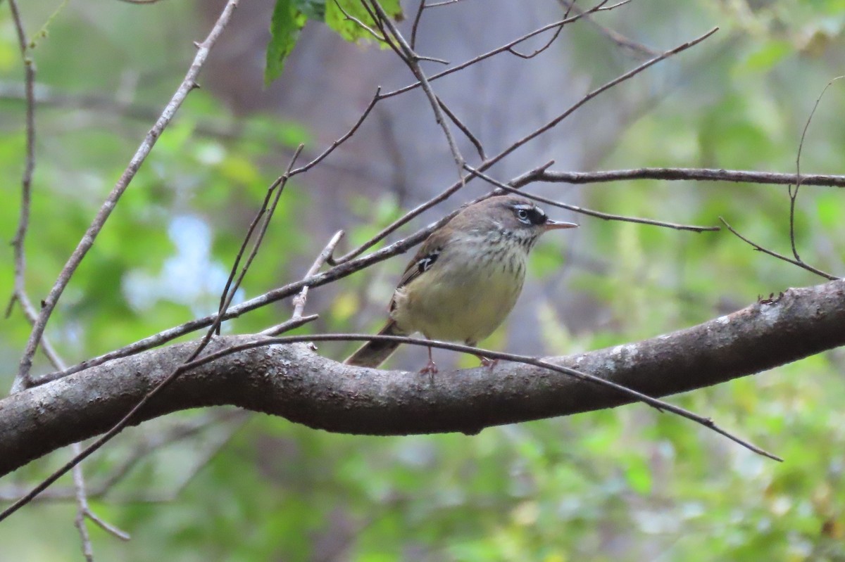 flekkbrystkrattsmett - ML646164518