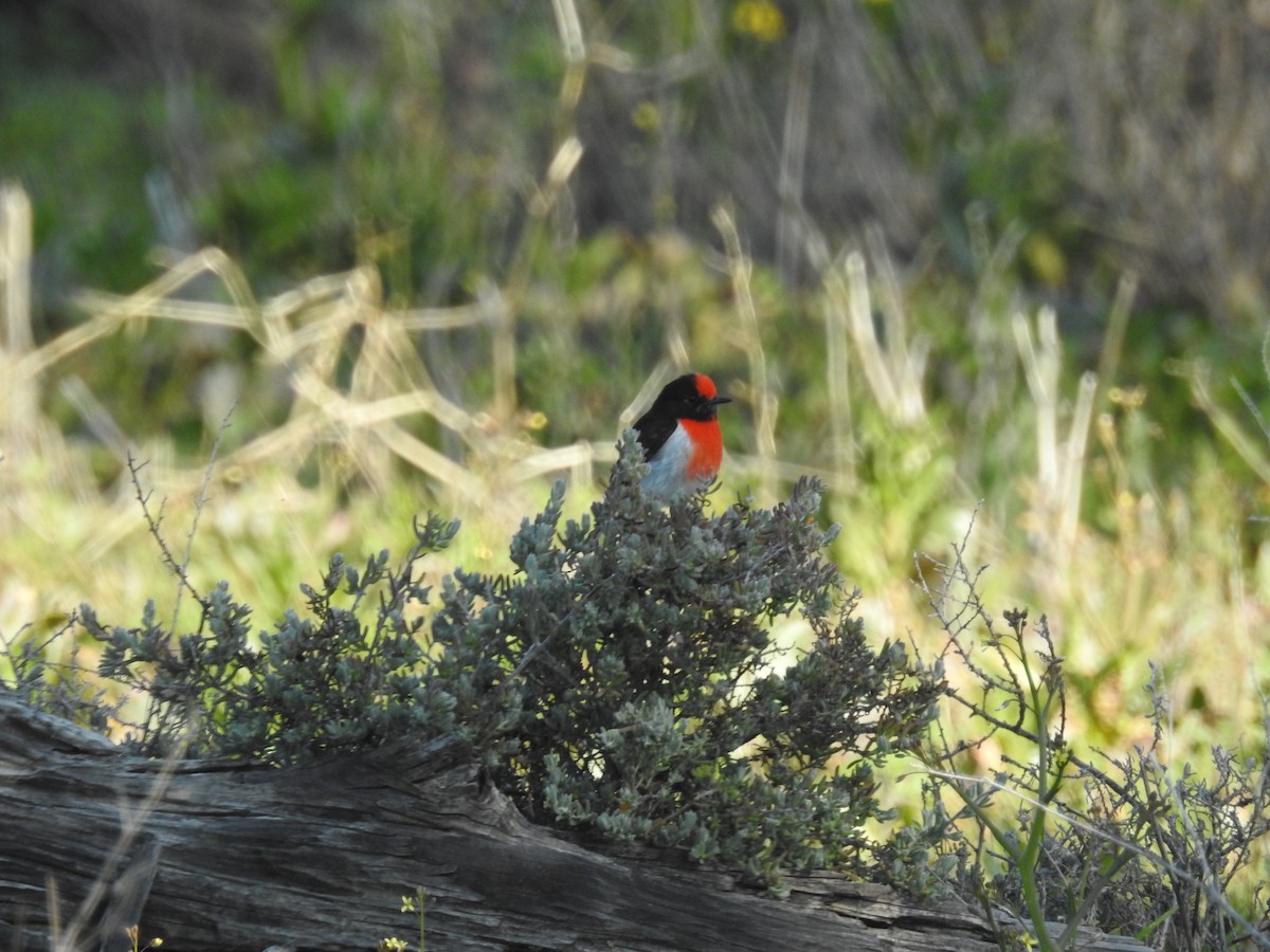 lejsčík rudočelý - ML646164520