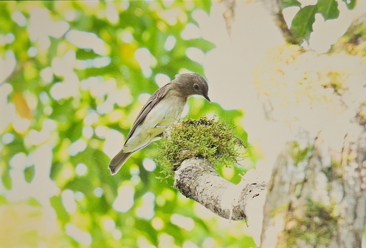 Blue-and-white Flycatcher - ML646164521