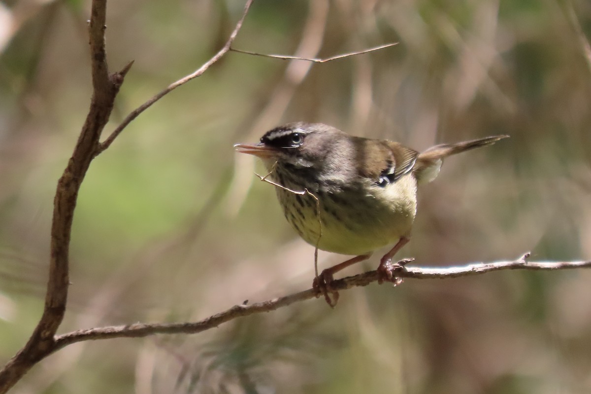 flekkbrystkrattsmett - ML646164522