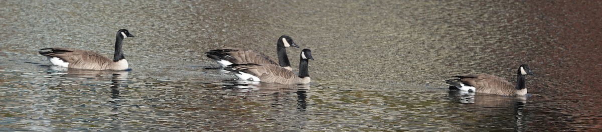 Canada Goose - ML646164525