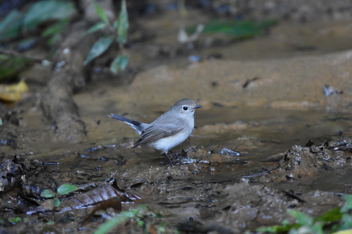 lejsek sibiřský - ML646164527