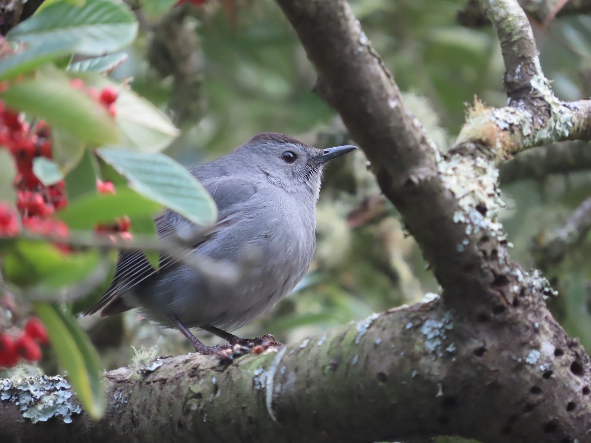 Gray Catbird - ML646164529