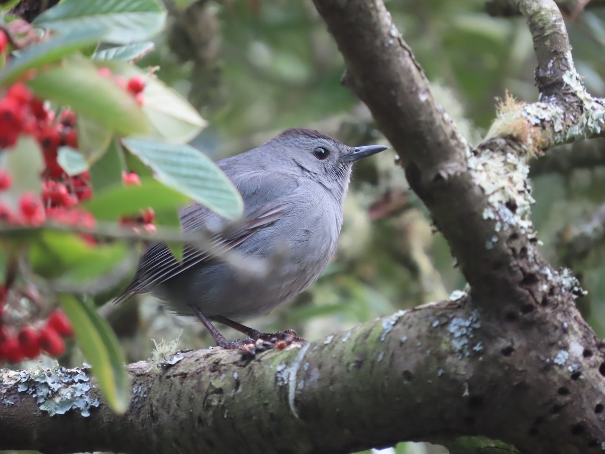 Gray Catbird - ML646164530