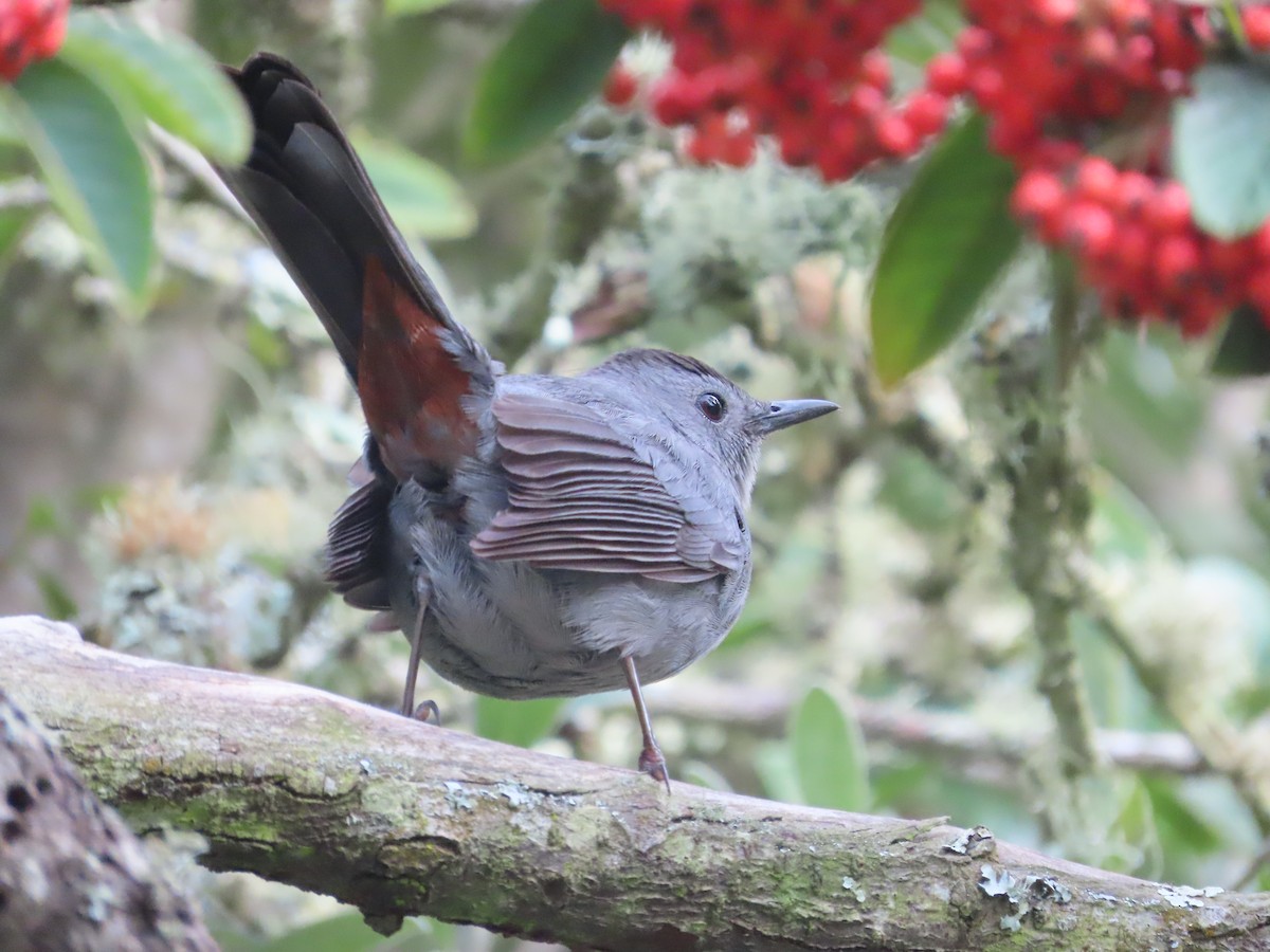 Gray Catbird - ML646164531
