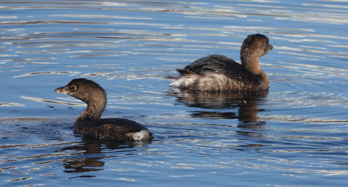 potápka americká - ML646164534