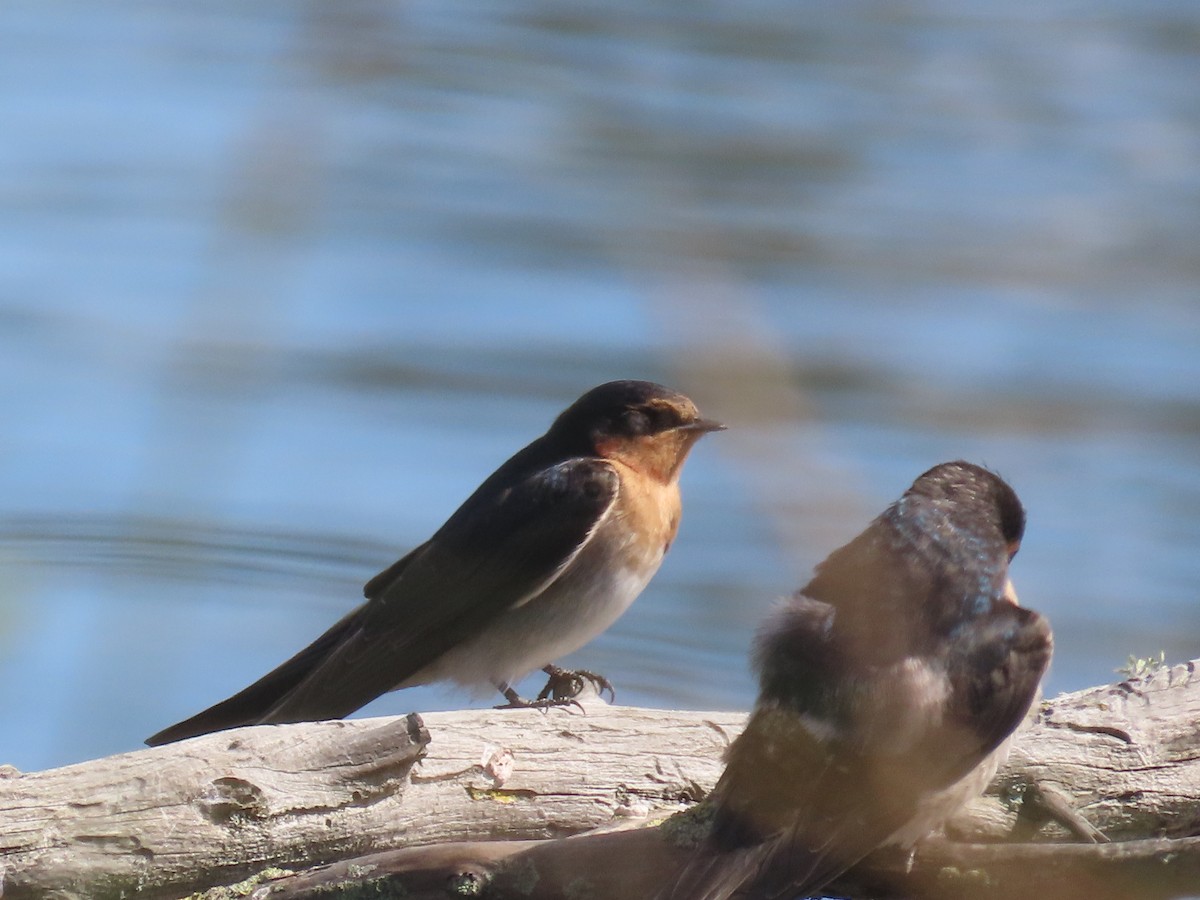 vlaštovka šedobřichá - ML646164535