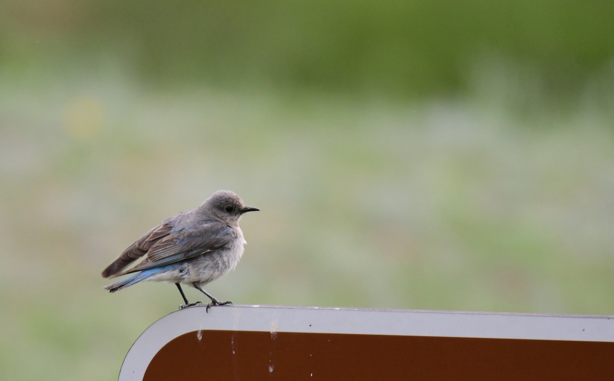 salašník horský - ML646164540