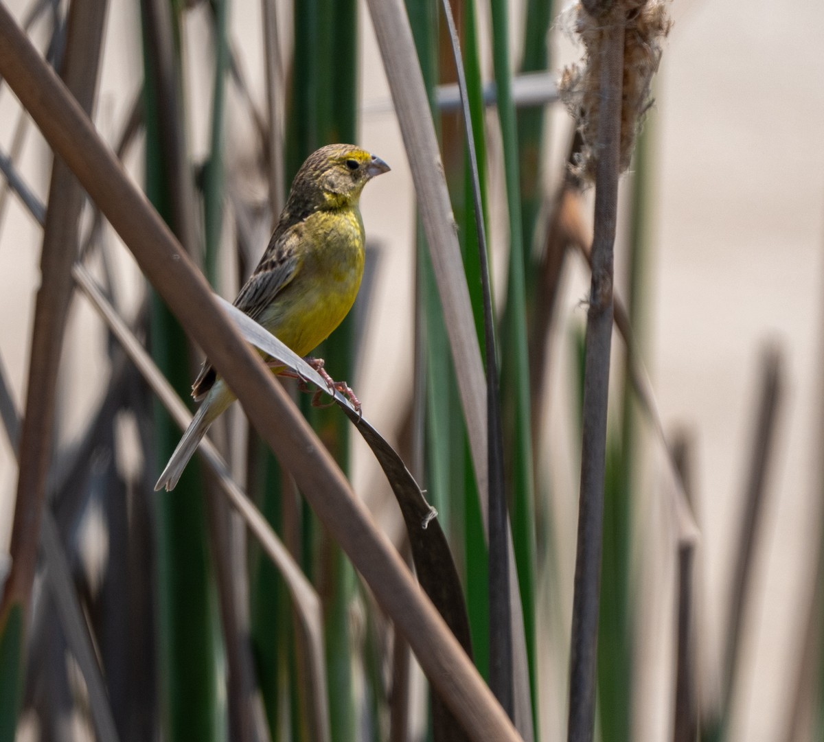 Kurzschnabel-Gilbtangare - ML646164542