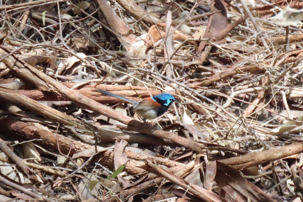 Maluro Elegante - ML646164544