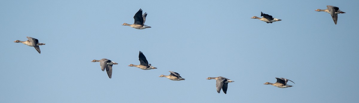 Greater White-fronted Goose - ML646164545