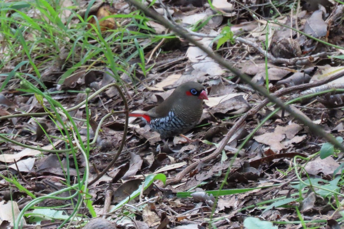 Red-eared Firetail - ML646164549
