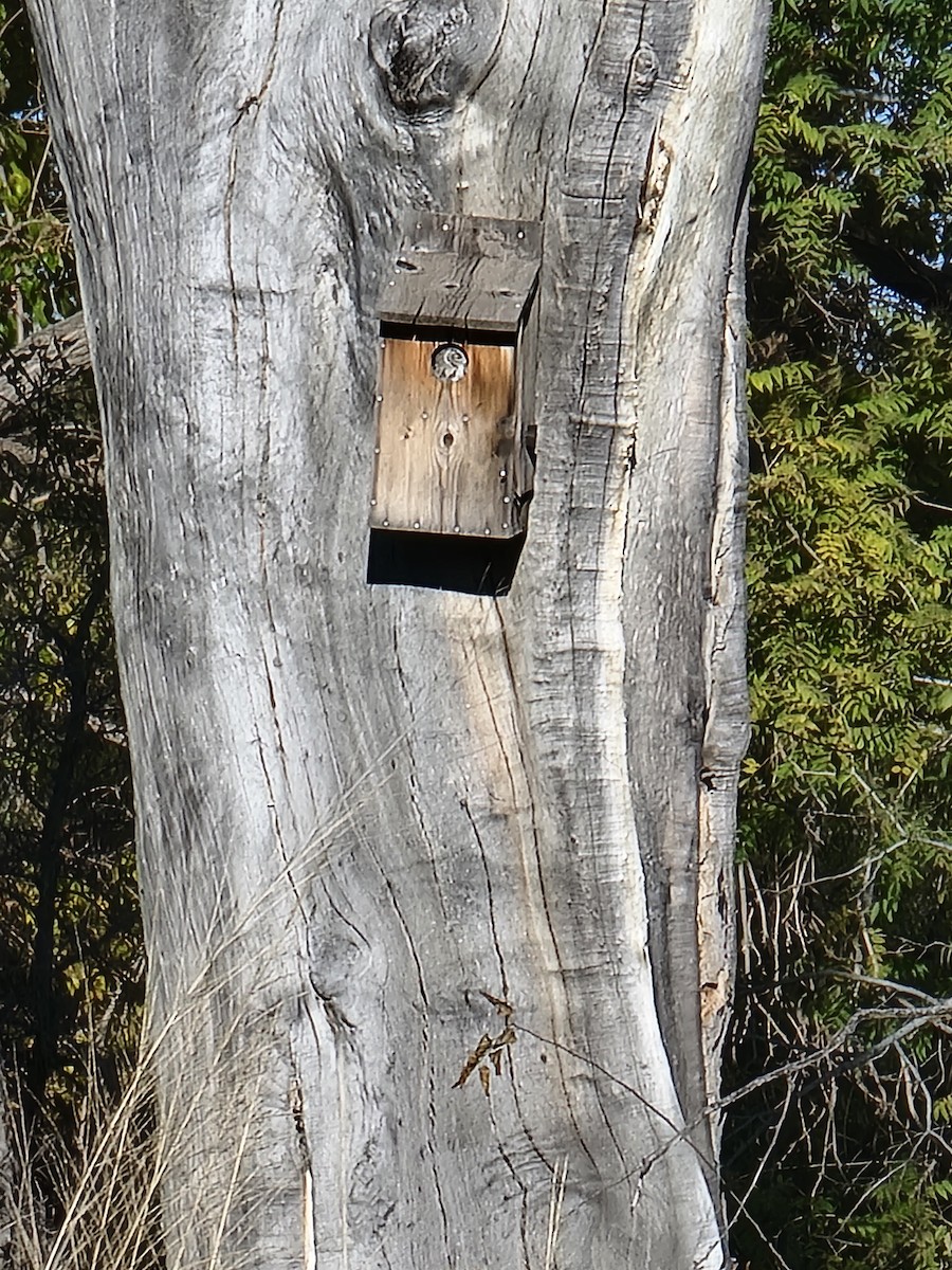 výreček západní - ML646164550