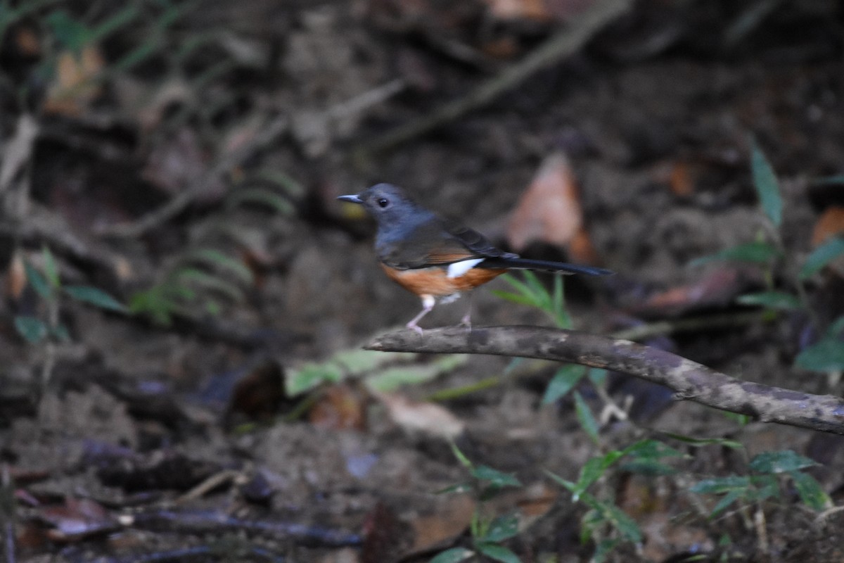 White-rumped Shama - ML646164551