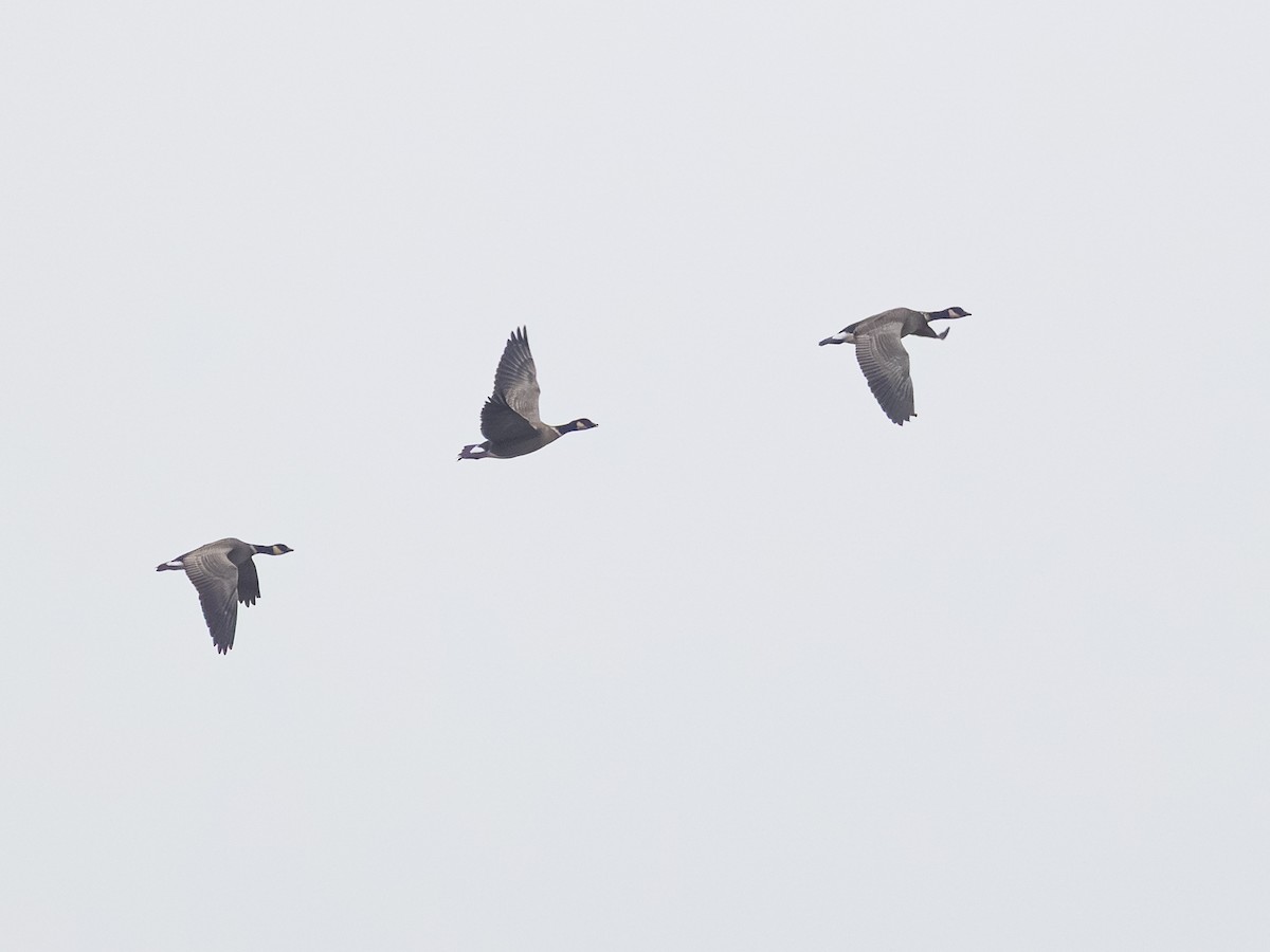 berneška malá - ML646164553