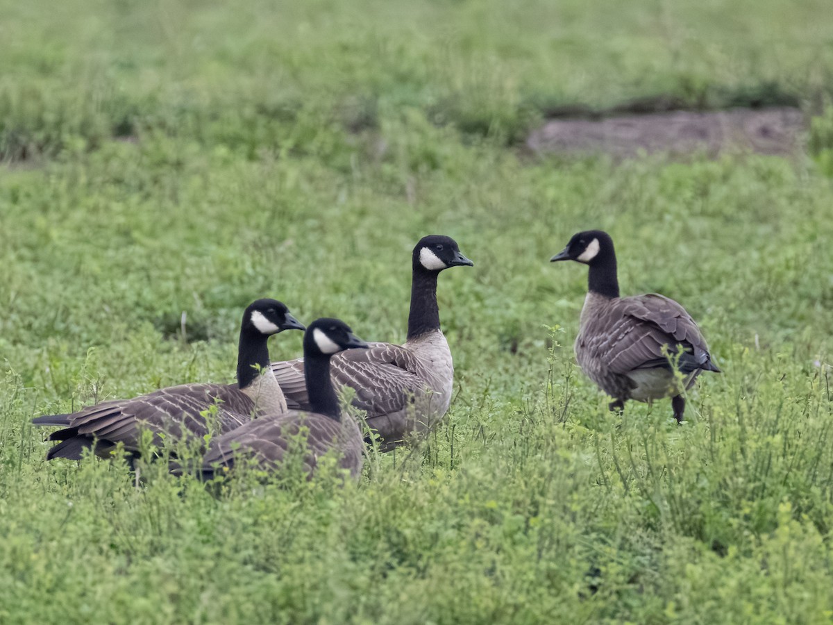 berneška malá - ML646164554