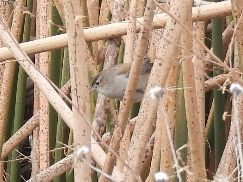 střízlík bažinný - ML646164559