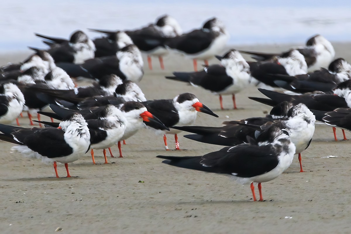 zoboun americký - ML646164561